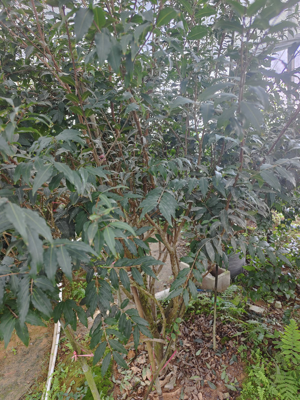 嘉宝果啊根廷