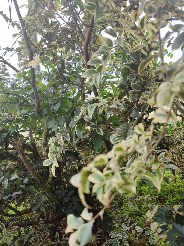 嘉宝果斑叶
