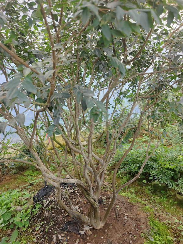 嘉宝果福冈