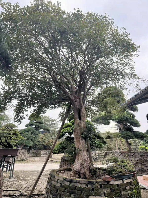嘉宝果大树