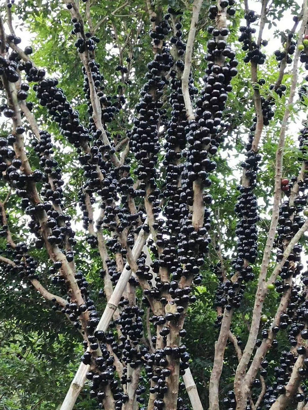 嘉宝果沙巴